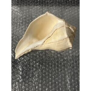 Lightning Whelk 7.5” Seashell Beach Nautical Aquarium Decor Coastal Welk Conch